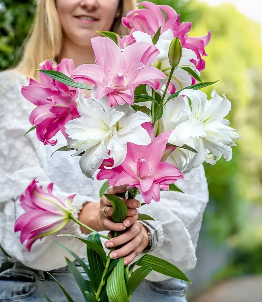 Duft-Lilien 'Lotus Mix'
