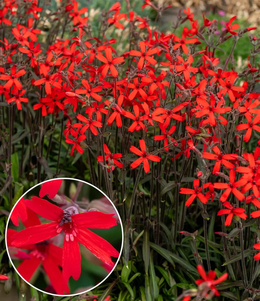 Silene 'Burning Hearts'