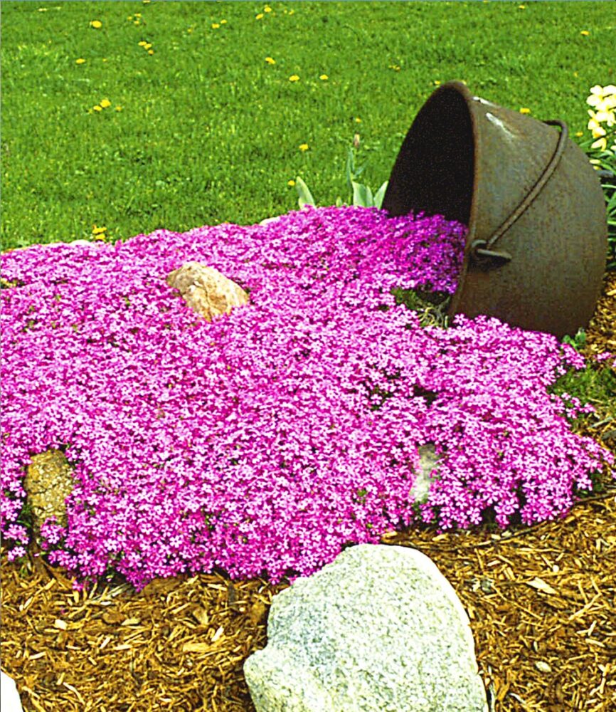 Teppichphlox ´Emerald Pink´ (3 Pflanzen)