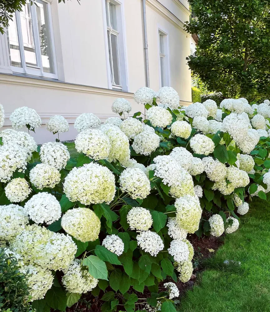 Schneeball-Hortensie 'Annabelle' im 2-Liter Containertopf