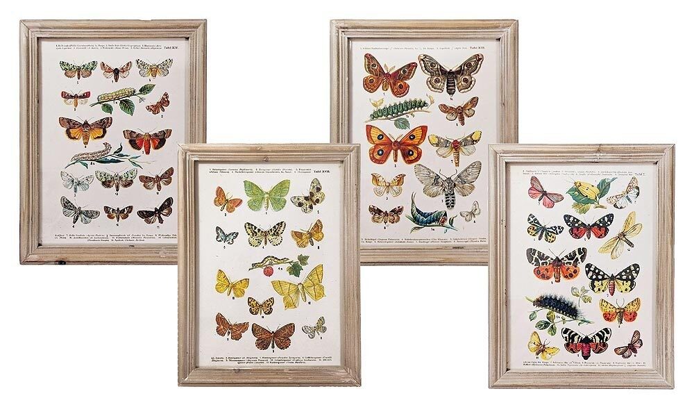 Wandbild Set Schmetterlinge Biologie Vintage-Stil Holzrahmen 4 Stück 40x30cm
