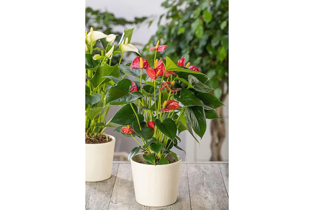 Qualité & Prix Flamingoblume Anthurium | ⌀ 12 cm