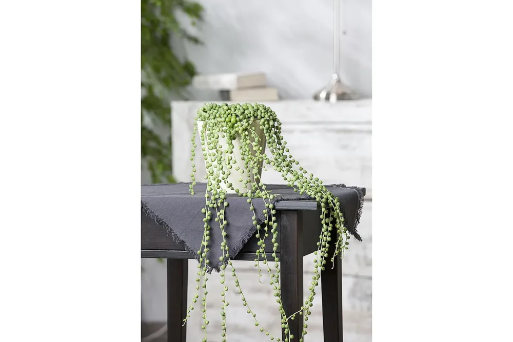 Qualité & Prix Erbsenpflanze Senecio rowleyanus | ⌀ 14 cm