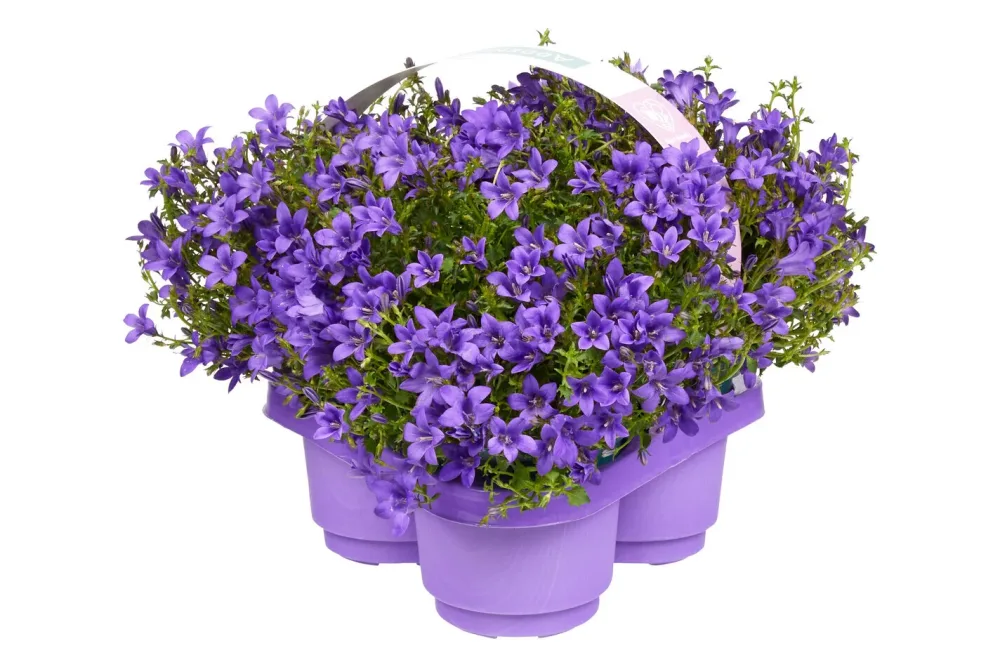 Glockenblume (Campanula), Topfgrösse Ø10.5cm