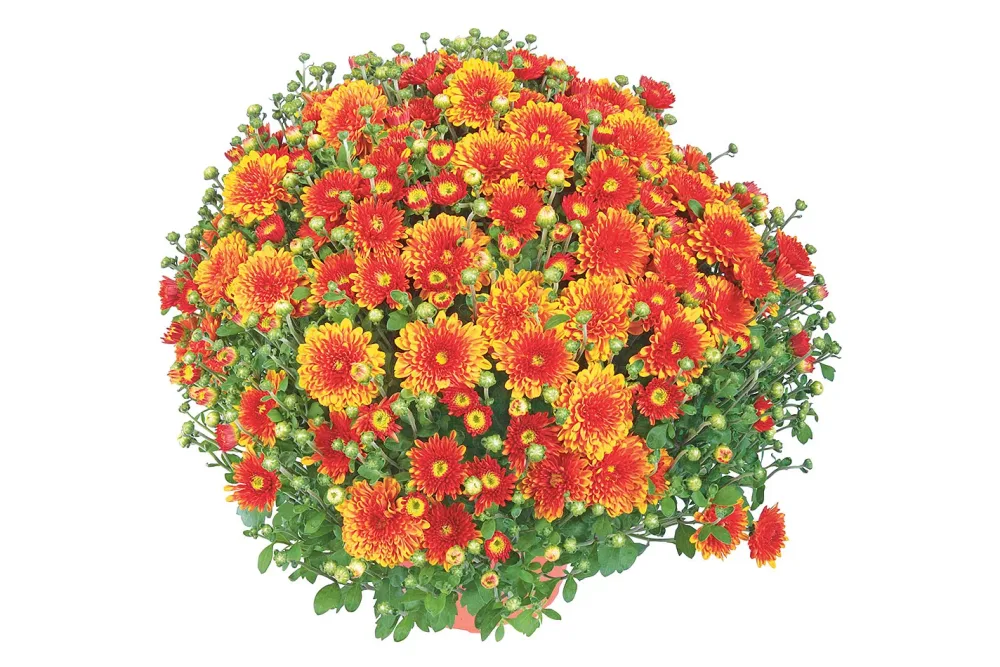 Chrysanthemen multiflora Mix Ø19cm