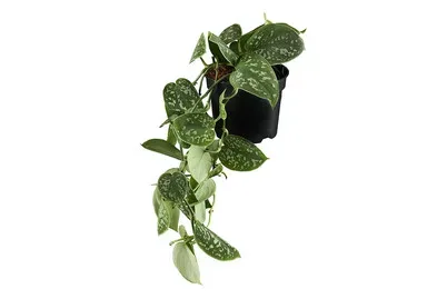 Scindapsus Hänger Ø12