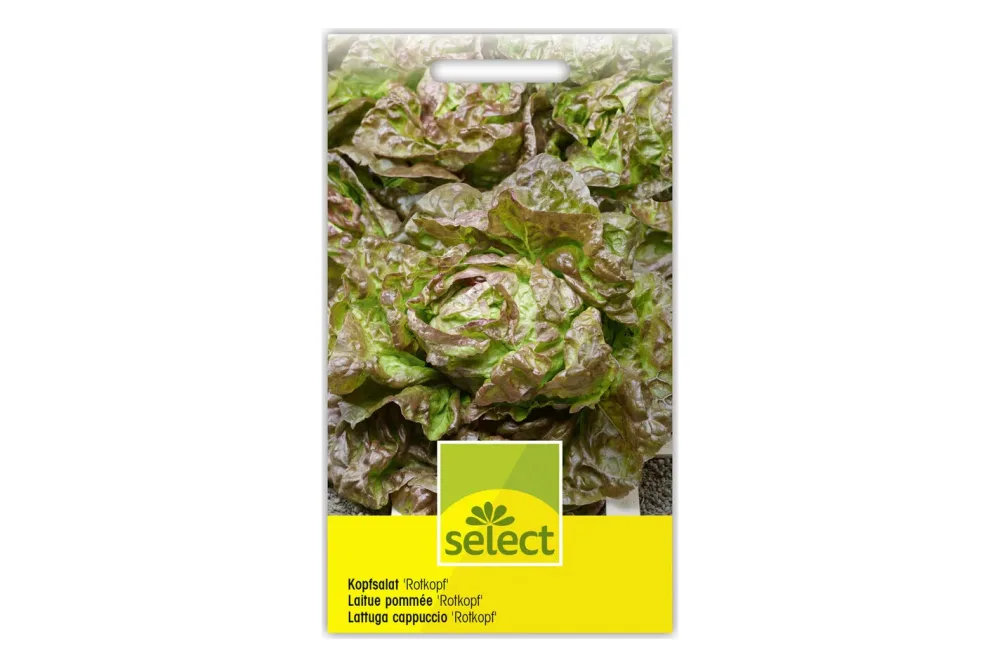Select Kopfsalat Rotkopf