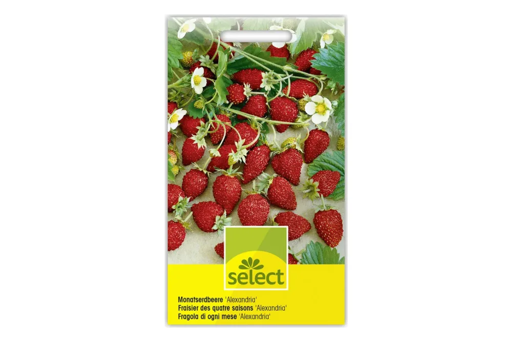 Select Monatserdbeere Alexandria
