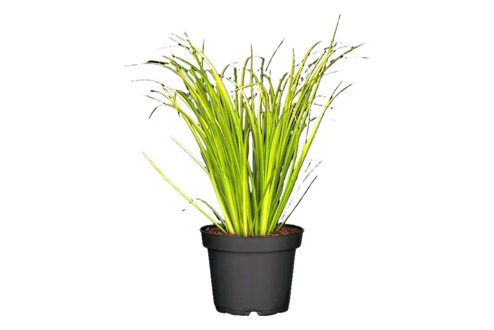 Zwergkalmus Acorus gramineus Ø12cm