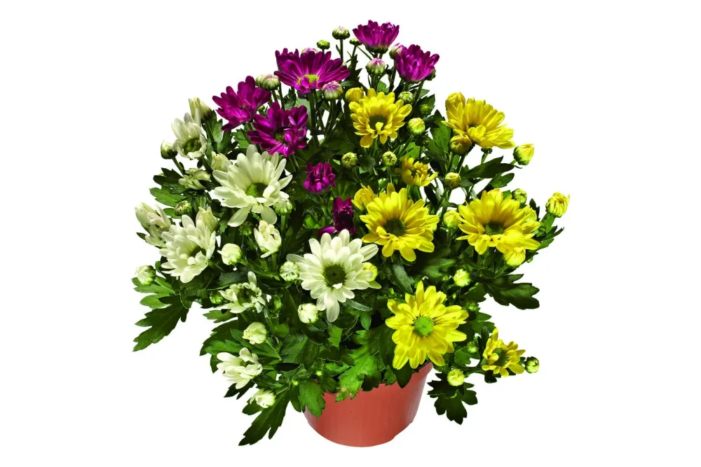 Herbst-Chrysantheme 'Trio' (Chrysanthemum indicum 'Trio'), Topfgrösse Ø14cm