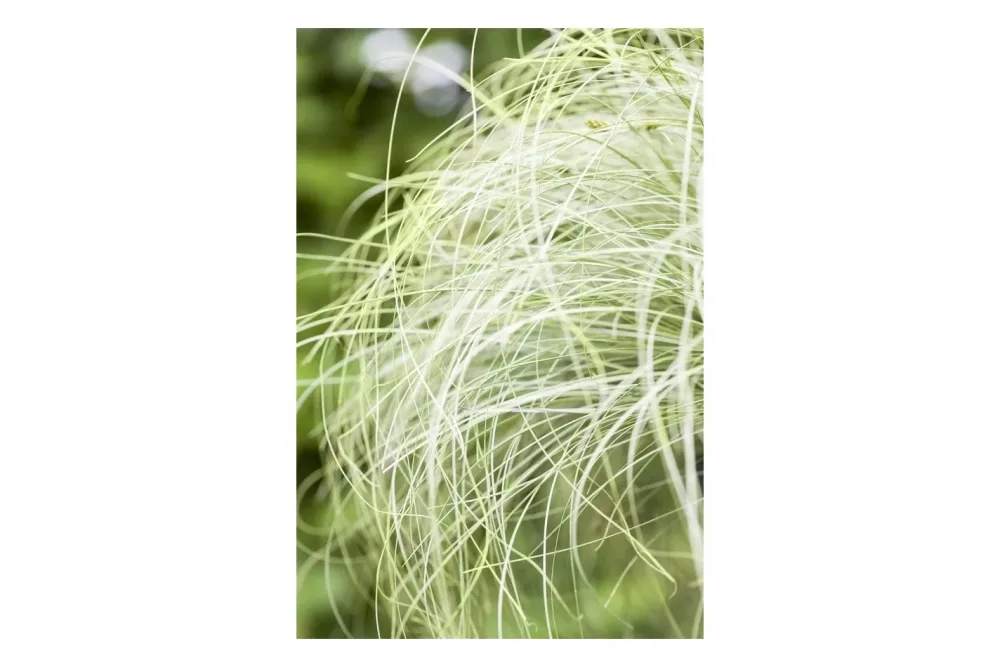 Oecoplan Garten-Segge Carex comans 'Mint Curls'