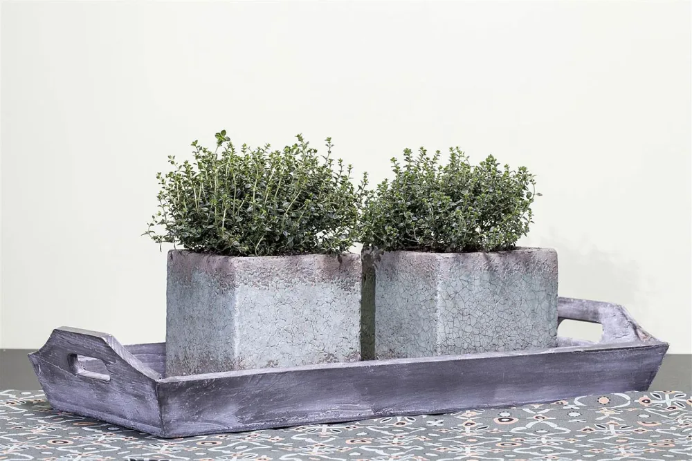 Kugelthymian 'Fredo' | ⌀ 13 cm