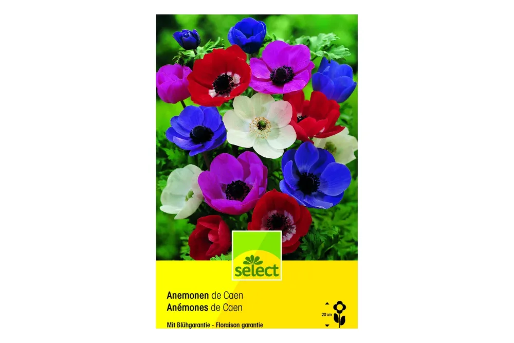 select Blumenzwiebel Kronenanemone 'de Caen'