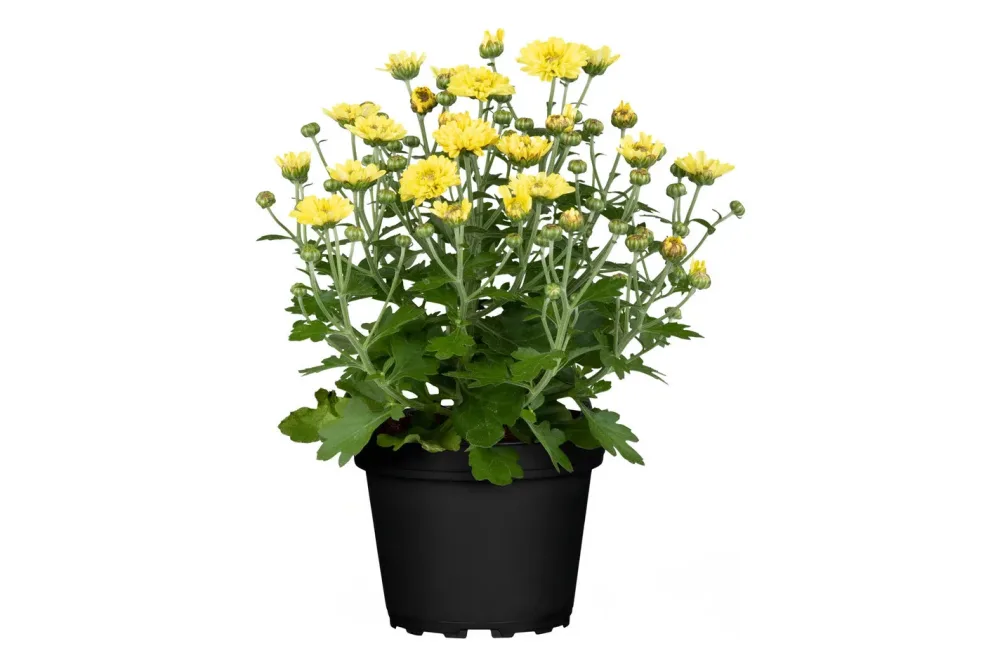 Multiflora-Chrysantheme (Chrysanthemum multiflora, gelb), Topfgrösse Ø19cm