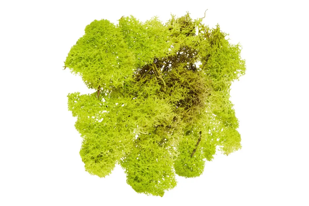 Glorex Islandmoos Hellgrün | 50 g