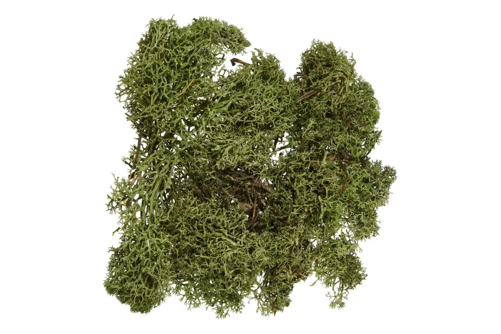 Glorex Islandmoos Dunkelgrün | 50 g