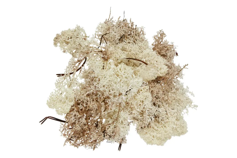 Glorex Islandmoos Natur | 50 g