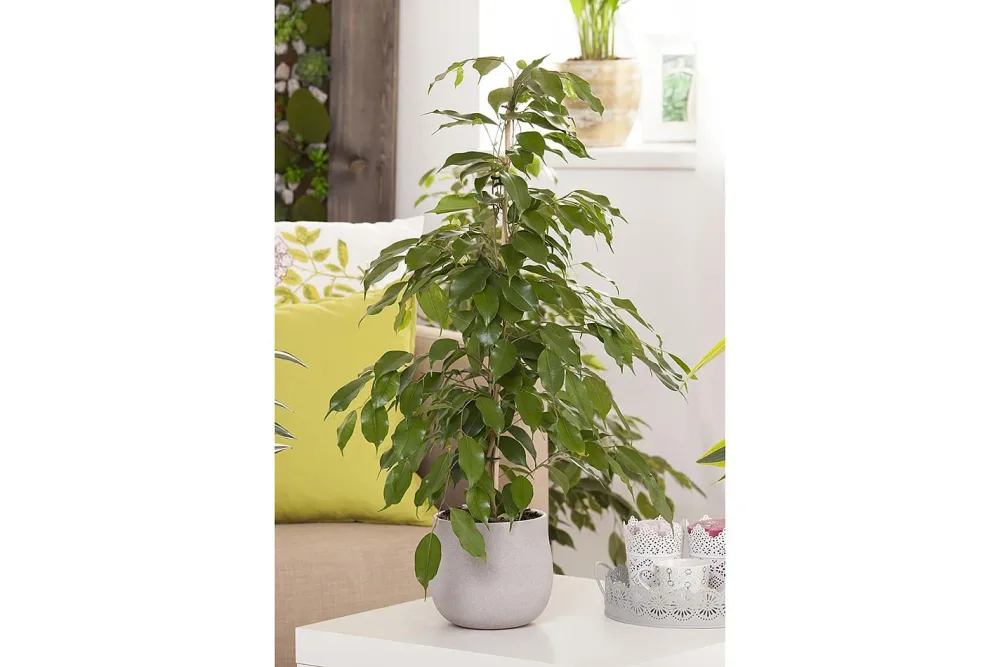 Qualité & Prix Birkenfeige (Ficus benjamina) | ⌀ 27 cm
