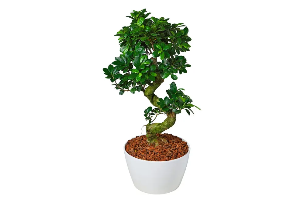 Home and More Chinesische Feige 'Ginseng' | ⌀ 30 cm