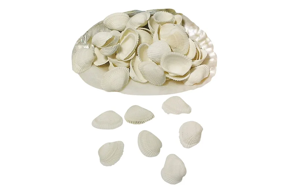 Rayher Clovis-Muscheln in Perlmuttschale