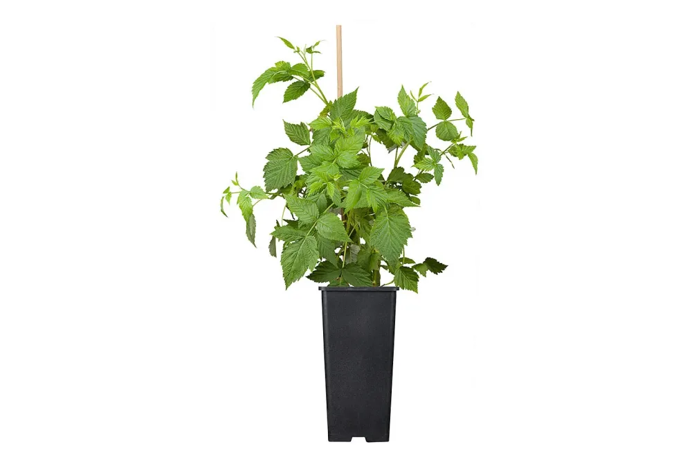 Himbeere 'Malling Promise' | ⌀ 17 cm