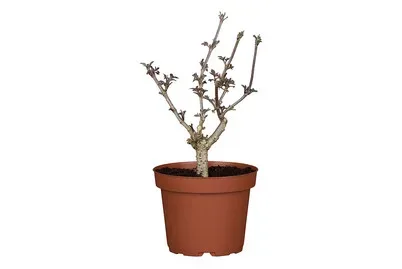Schwarzer Holunder Sambucus nigra 'Haschberg' | ⌀ 17 cm