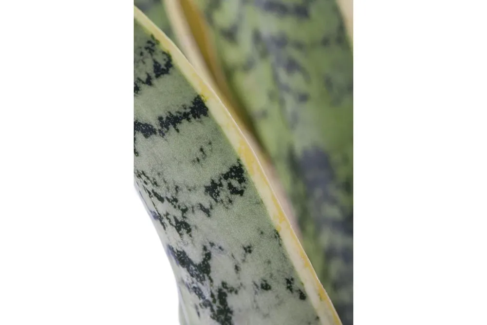 Qualité & Prix Bogenhanf Sansevieria | ⌀ 23 cm