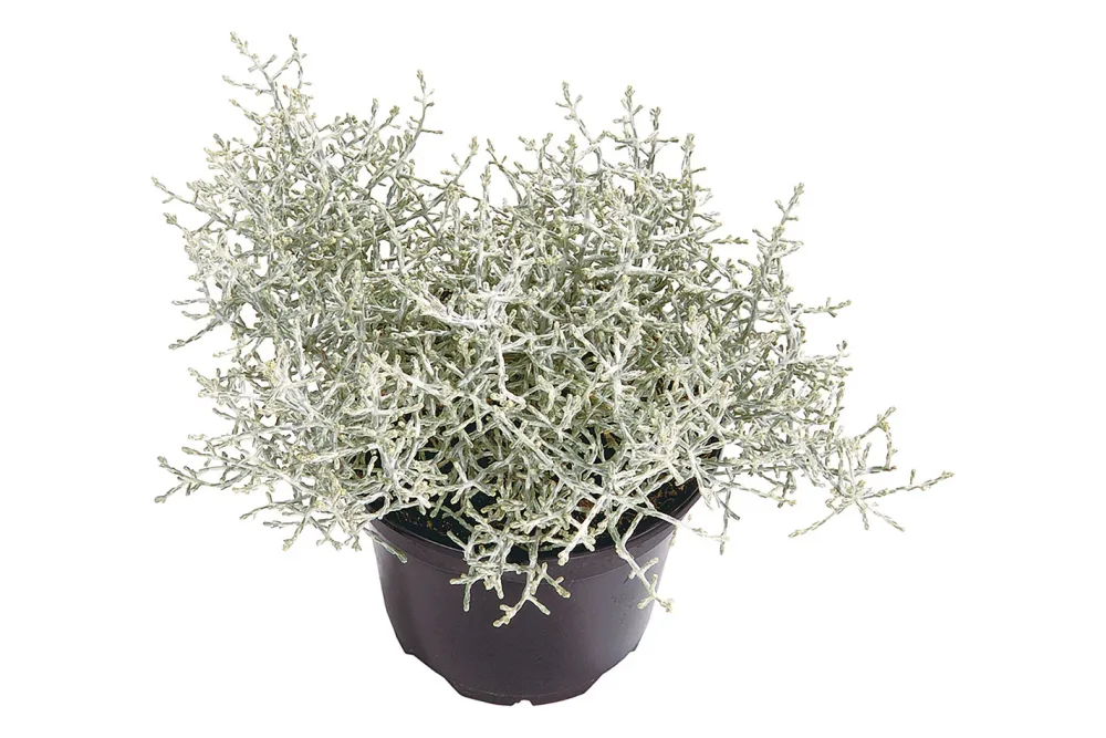 Silberkörbchen (Calocephalus brownii), Topfgrösse Ø12cm
