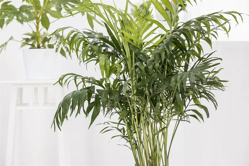 Qualité & Prix Betelnusspalme Areca catechu | ⌀ 19 cm