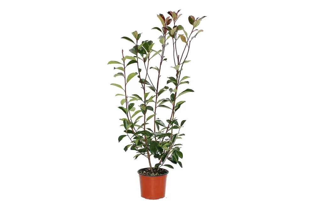 Glanzmispel - Photinia Red Robin 50 - 60cm inklusive Topf