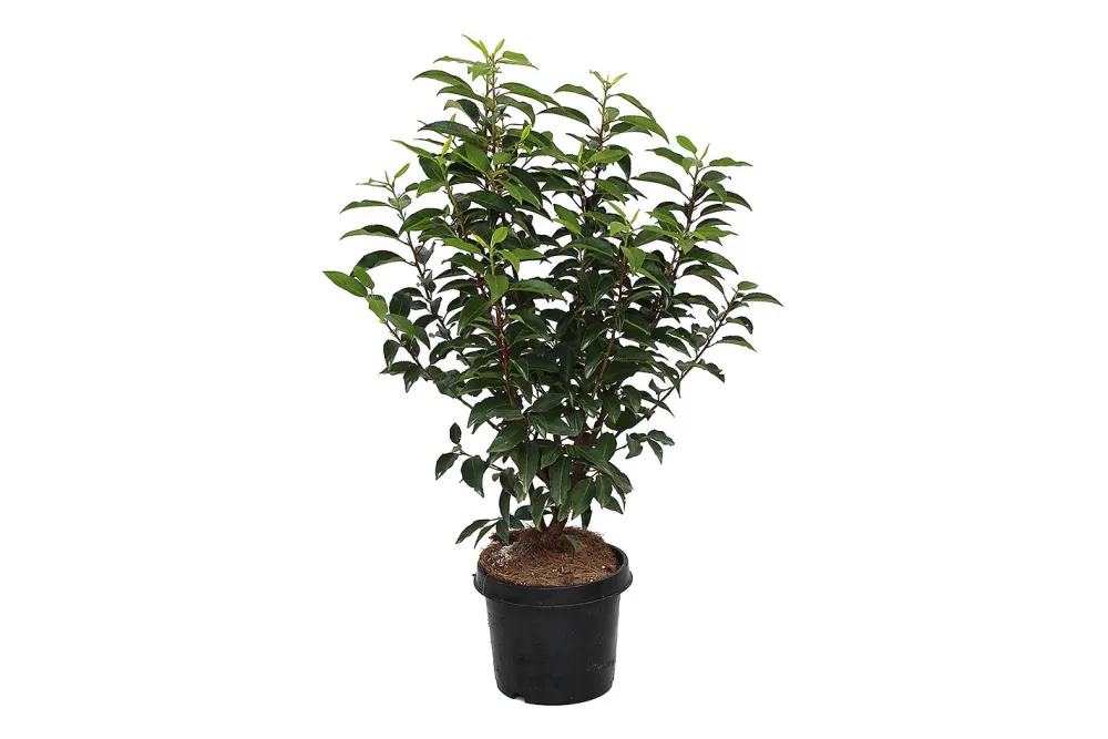 Portugiesische Lorbeerkirsche - Prunus lus. Angustifolia 50 - 60cm inklusive Topf