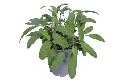 Salbei Ø 14 cm