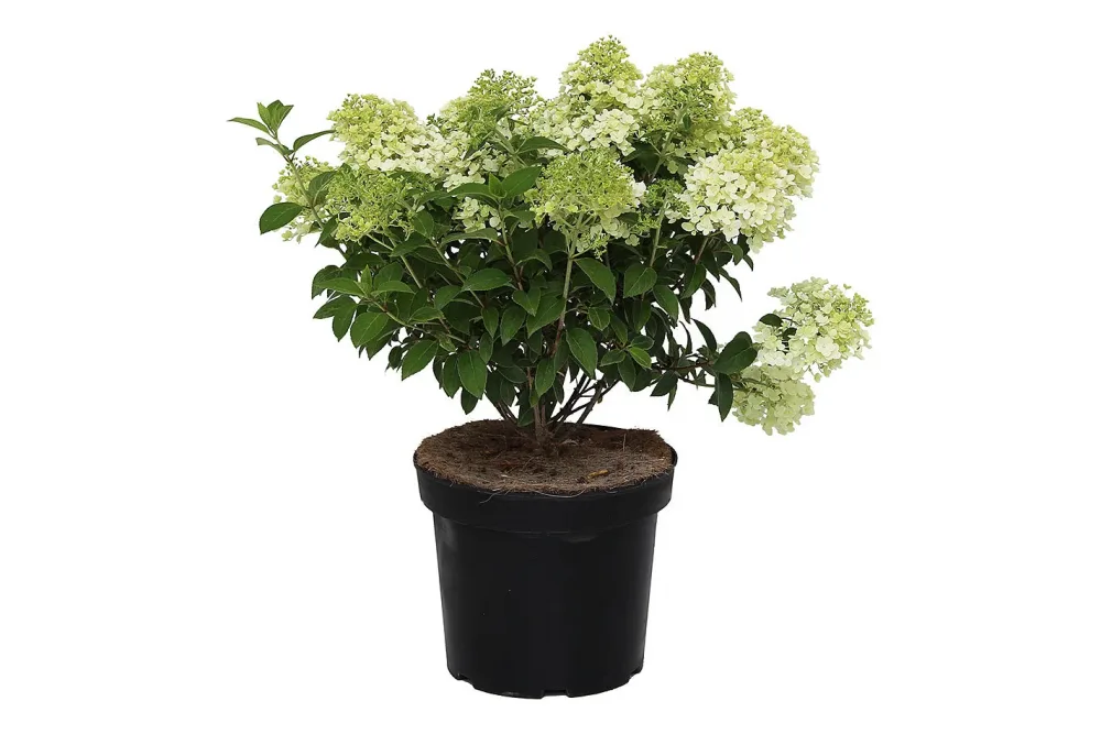 Zwergrispenhortensie - Hydrangea paniculata 'Bobo' 50-60cm inklusive Topf
