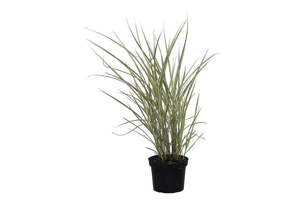 Garten-Chinaschilf 'Variegatus' (Miscanthus sinensis 'Variegatus'), Topfgrösse Ø19cm