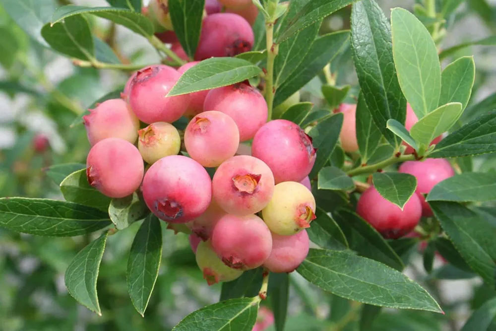 Heidelbeere Vaccinium corymbosum 'Pinkberry Pia' | T22