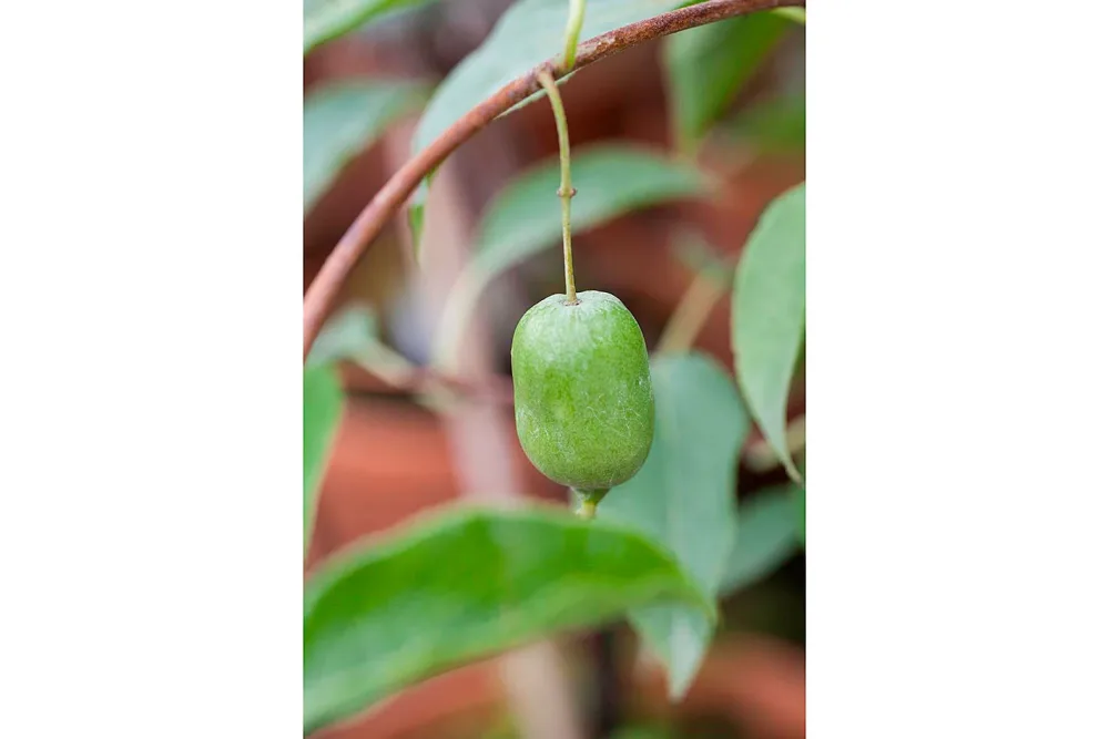 Beerenkiwi Super Issai selbstfruchtbar| Ø 20 cm