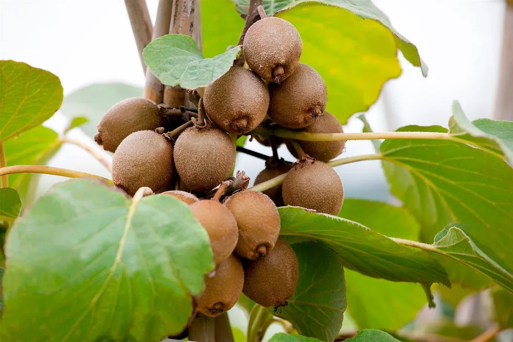 Kiwi Solissimo | ⌀ 20 cm