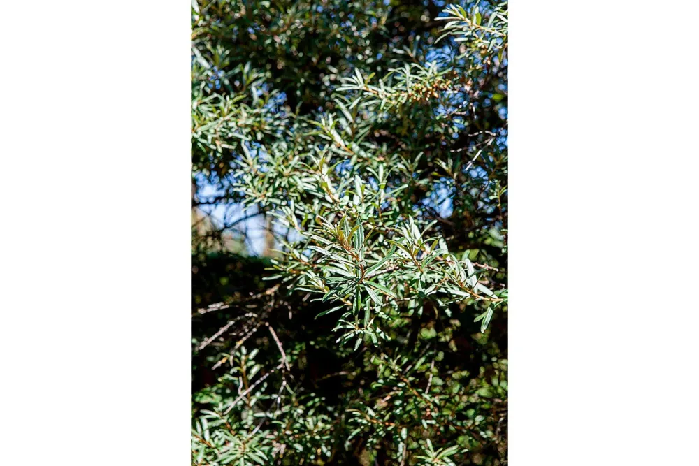 Sanddorn, männl.'Pollmix' (Hippophae rhamnoides 'Pollmix'), Topfgrösse Ø22cm