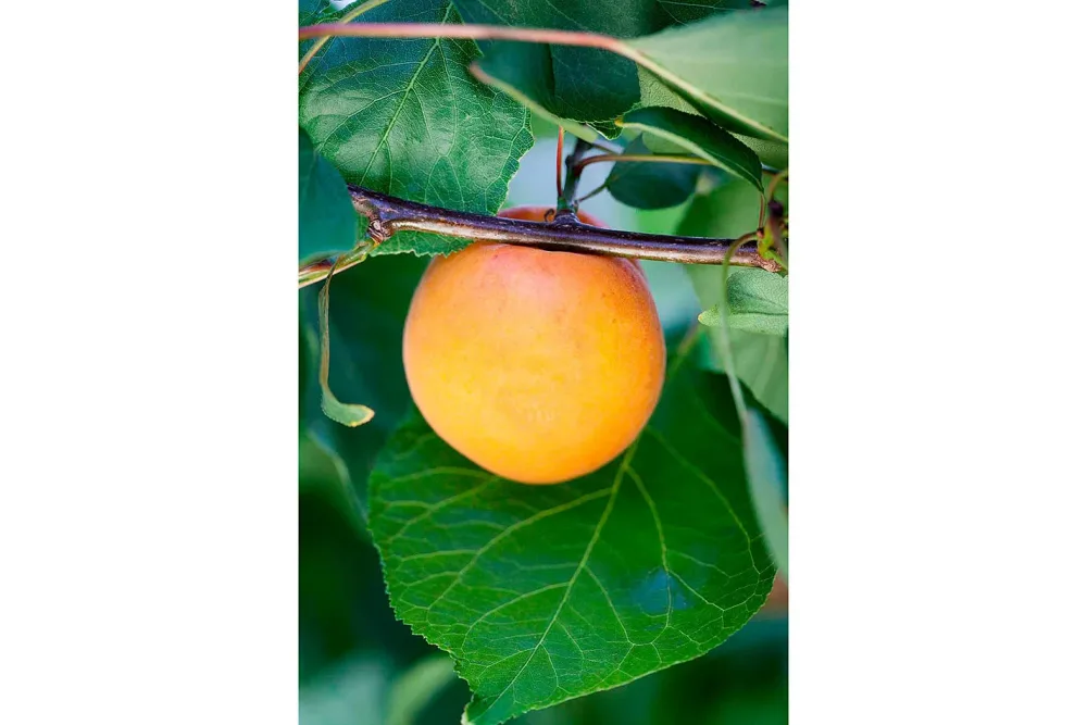 Aprikose 'Goldrich'® (Prunus armeniaca 'Goldrich'®), 150-170 cm inklusive Topf