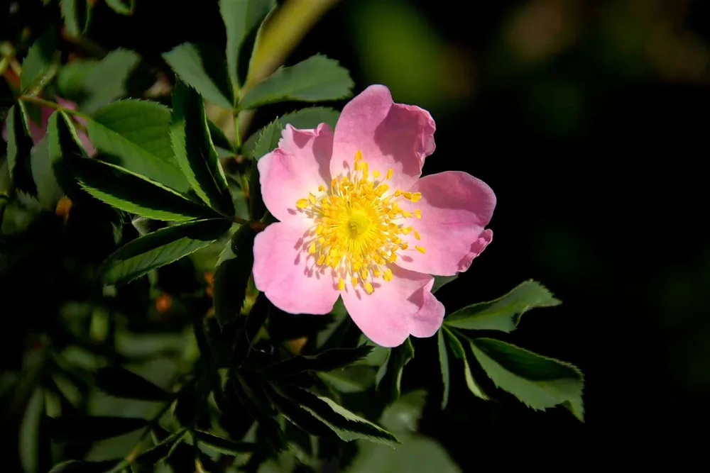 Vitaminrose 'Rosamunda PiRo3' | ⌀ 22 cm