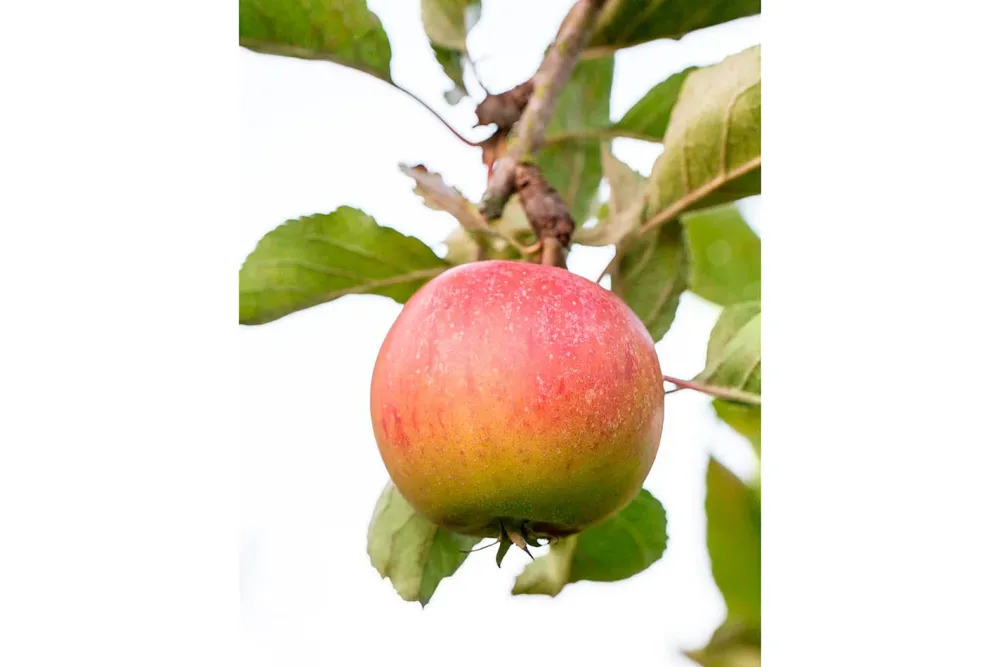 Apfel Piros ® (Malus domestica) | 140-180 cm inklusive Topf
