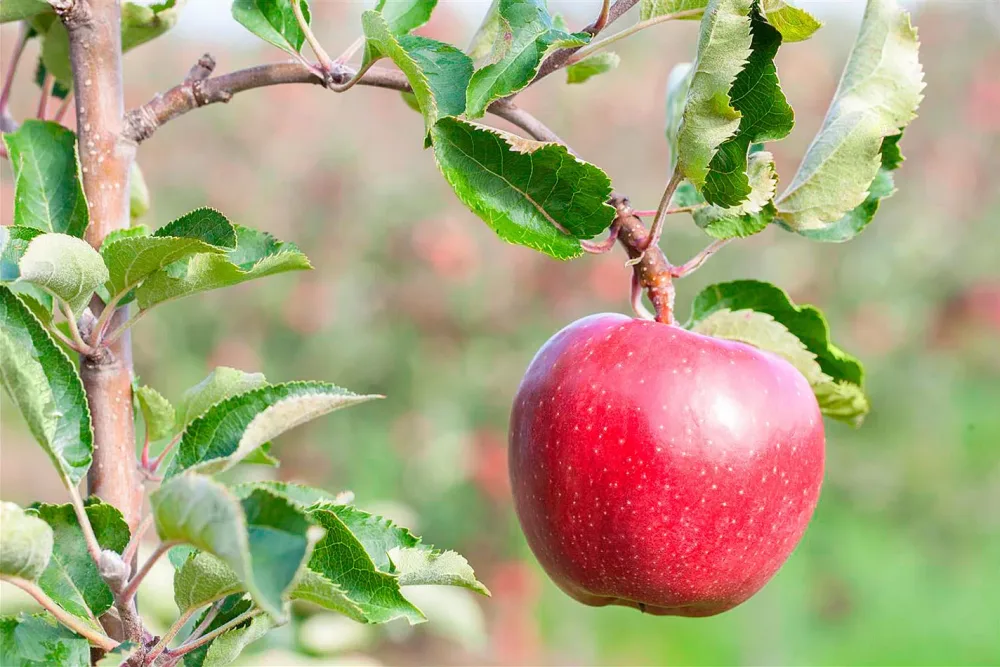 Apfel 'Galiwa'® (Malus domestica 'Galiwa'®) | 140-180 cm inklusive Topf