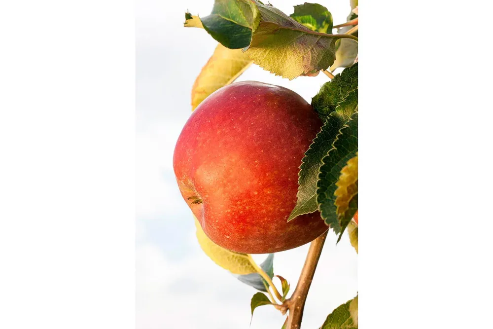 Apfel Crony ® 'Red Windsor' | 100-120 cm inklusive Topf
