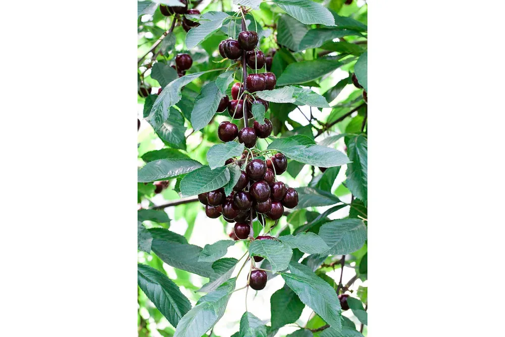Süsskirsche 'Narana' (Prunus avium 'Narana'), | 160-200 cm inklusive Topf