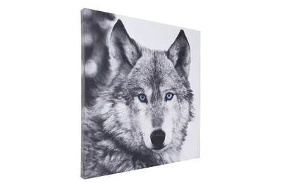 Canvas 65x65 Loup