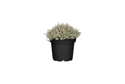 Thymian bunt Ø14cm