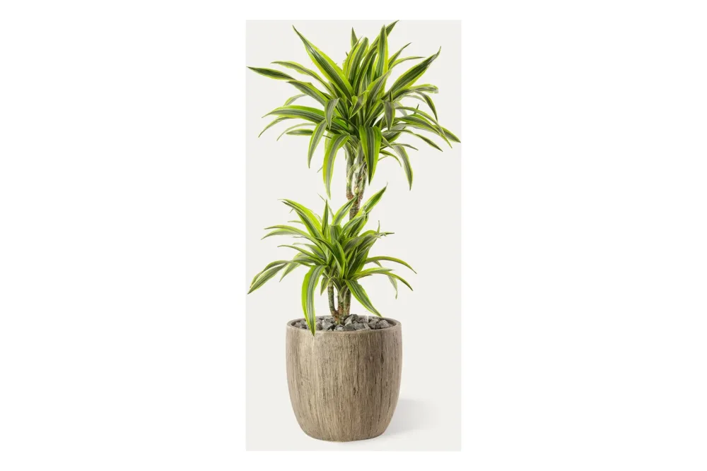 Premium Hydro-Dracaena Lemon Lime | H 75 cm | ⌀ 30 cm
