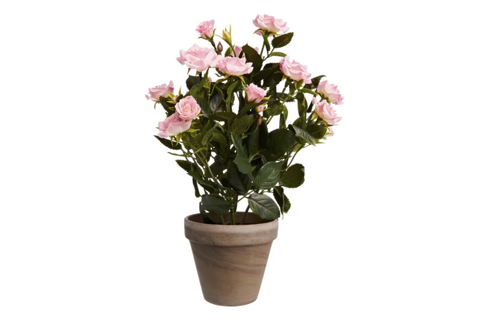 Mica Rosenstrauch im Topf Grau | 33 cm