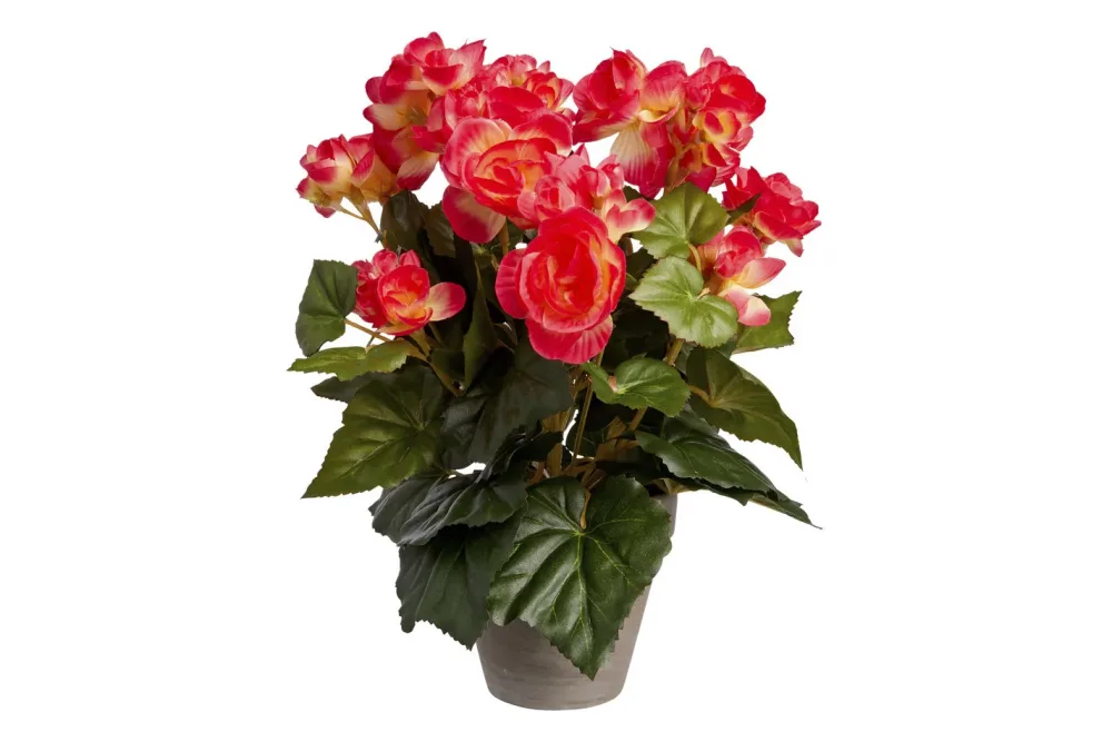 Mica Kunstbegonie Dunkelrosa im Topf | 25 × 30 cm