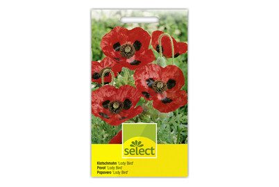SELECT Klatschmohn LADY BIRD